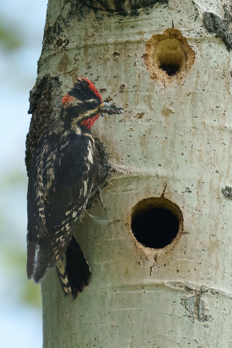Red-naped Sapsucker - ML638517698