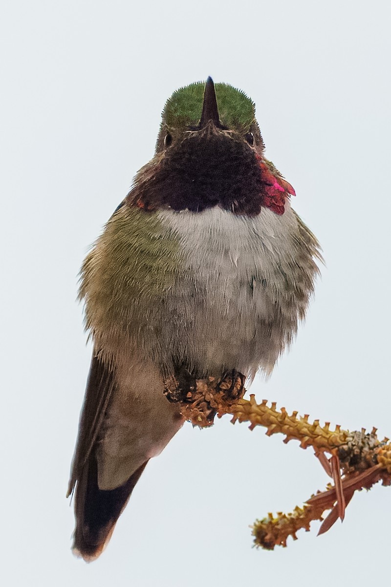 Broad-tailed Hummingbird - ML638517704