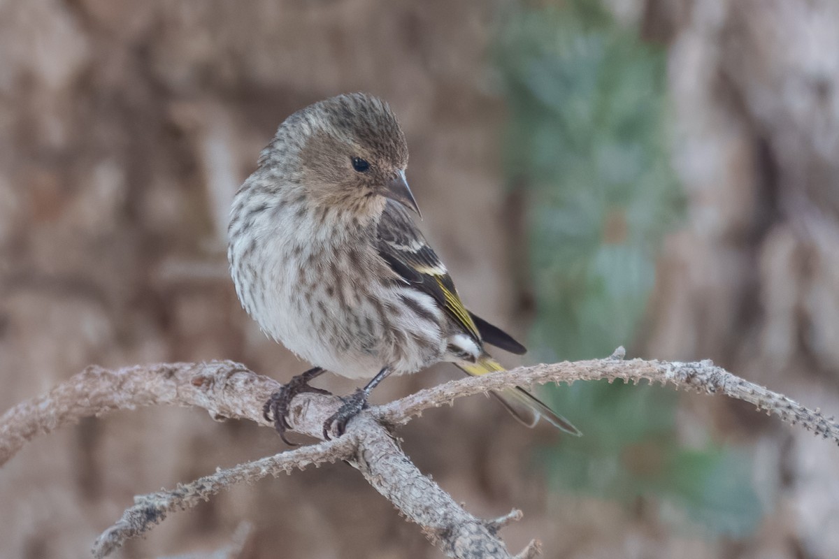 Pine Siskin - ML638517705