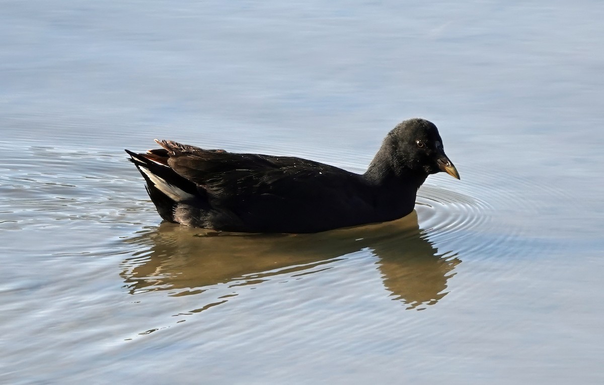 Dusky Moorhen - ML638517711