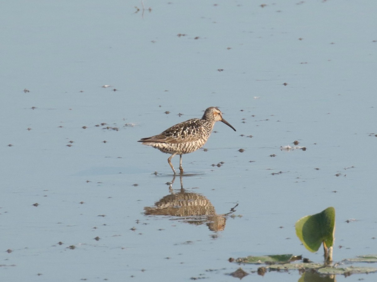 Stilt Sandpiper - ML638517717