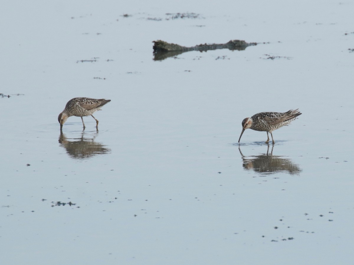 Stilt Sandpiper - ML638517718