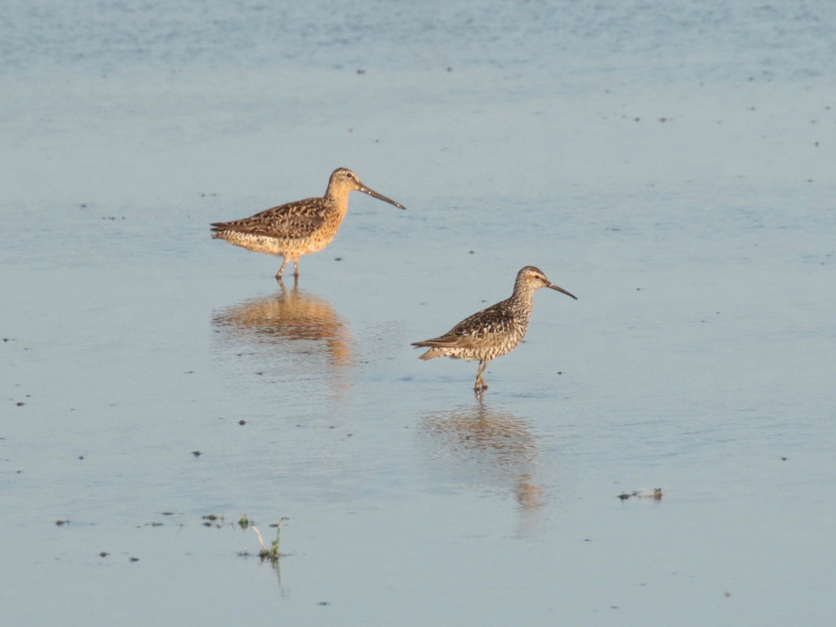 Stilt Sandpiper - ML638517721