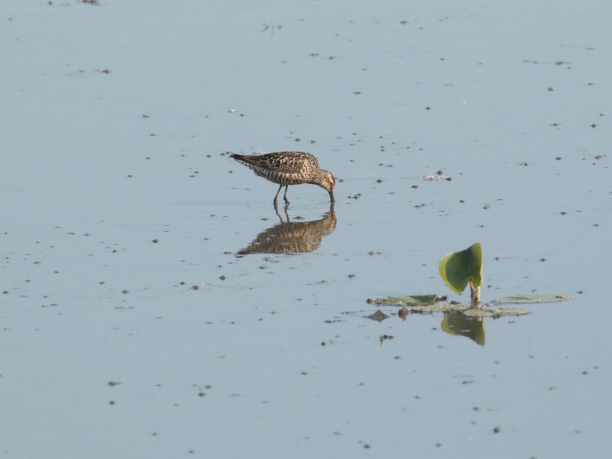 Stilt Sandpiper - ML638517724