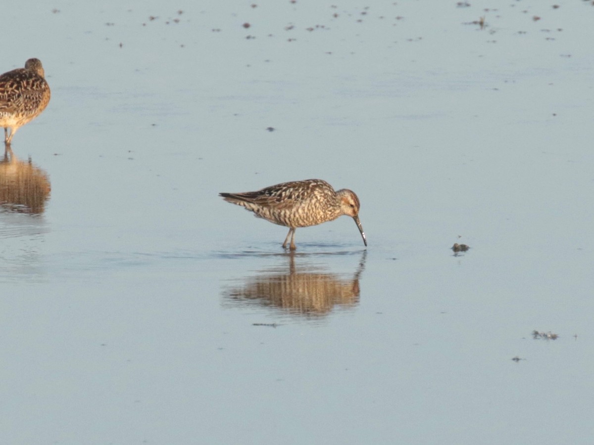 Stilt Sandpiper - ML638517725