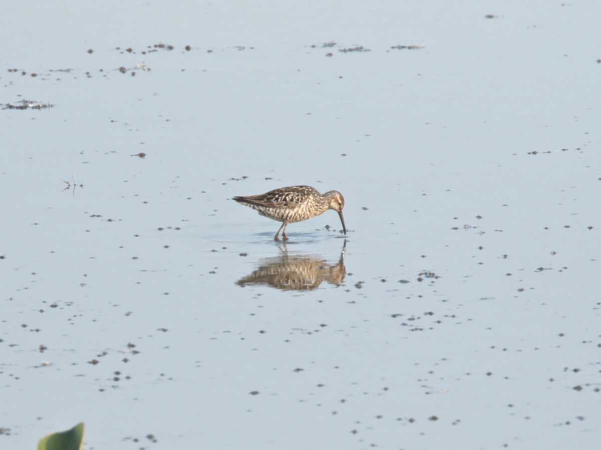 Stilt Sandpiper - ML638517726