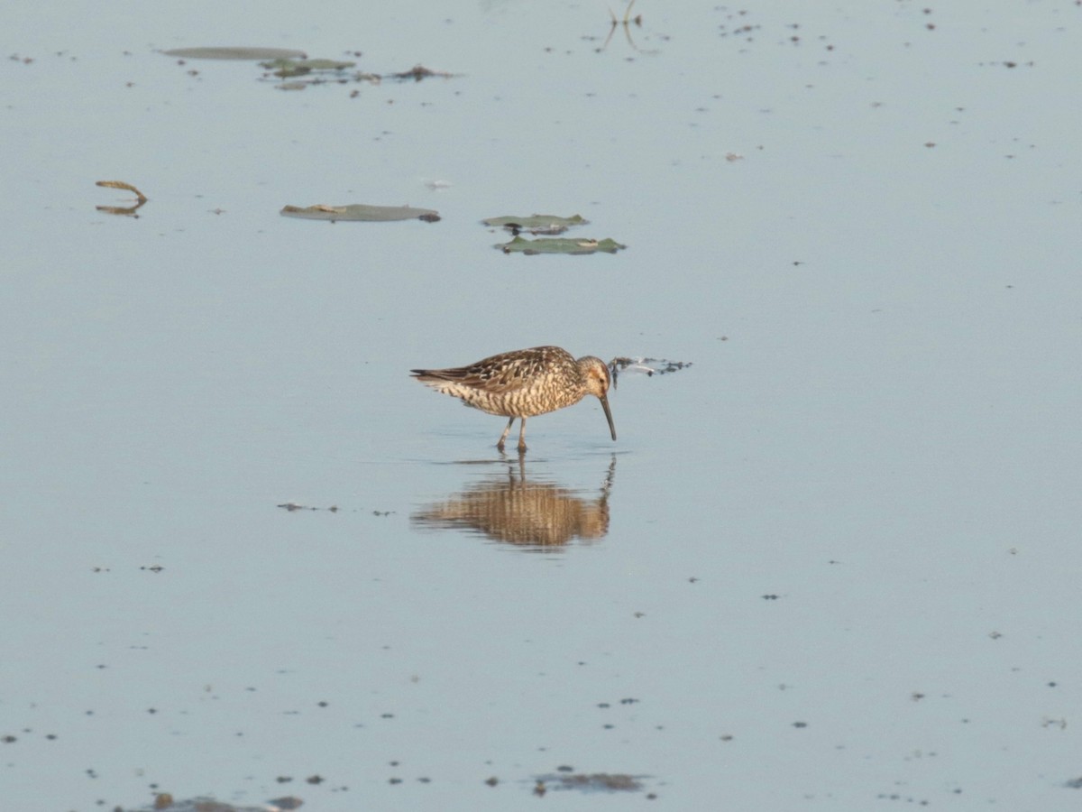 Stilt Sandpiper - ML638517727