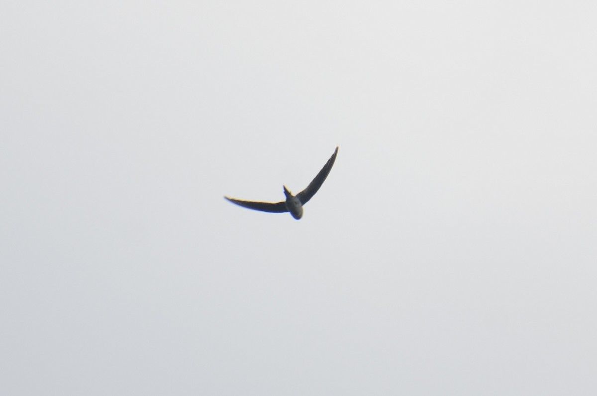 Gray-rumped Treeswift - ML638517752