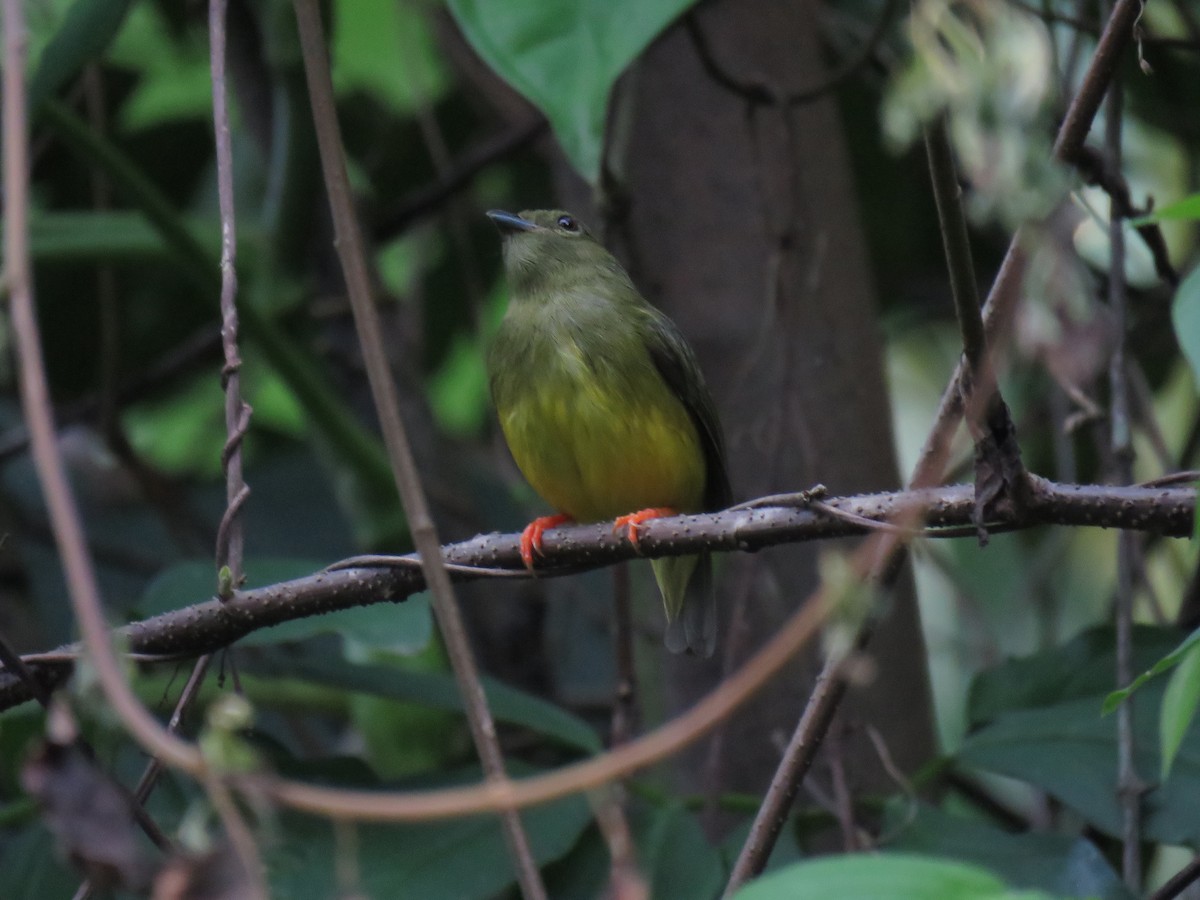 White-collared Manakin - ML638517775
