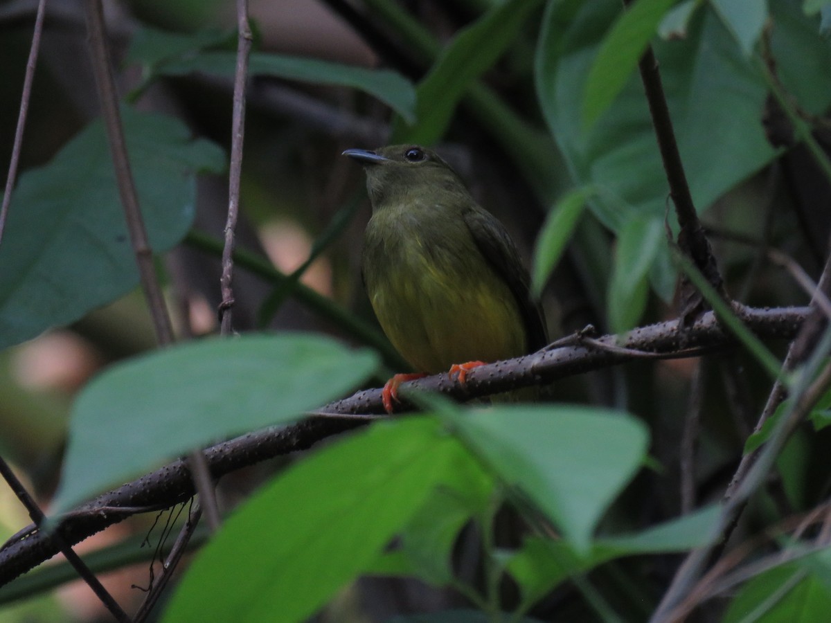 White-collared Manakin - ML638517776