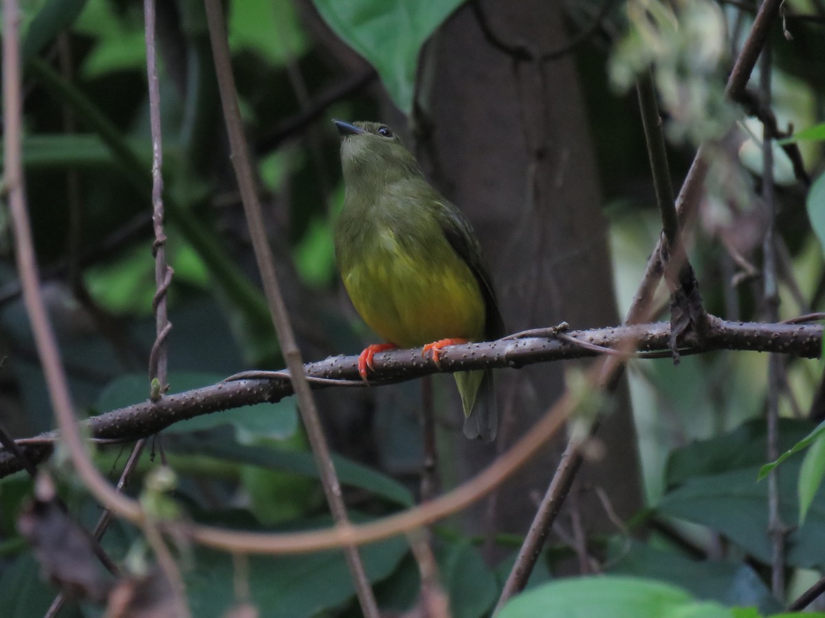 White-collared Manakin - ML638517777