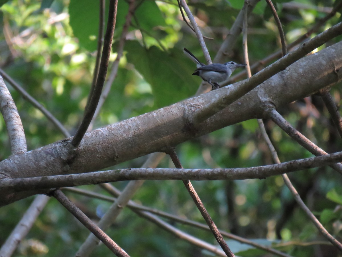 White-browed Gnatcatcher - ML638517784