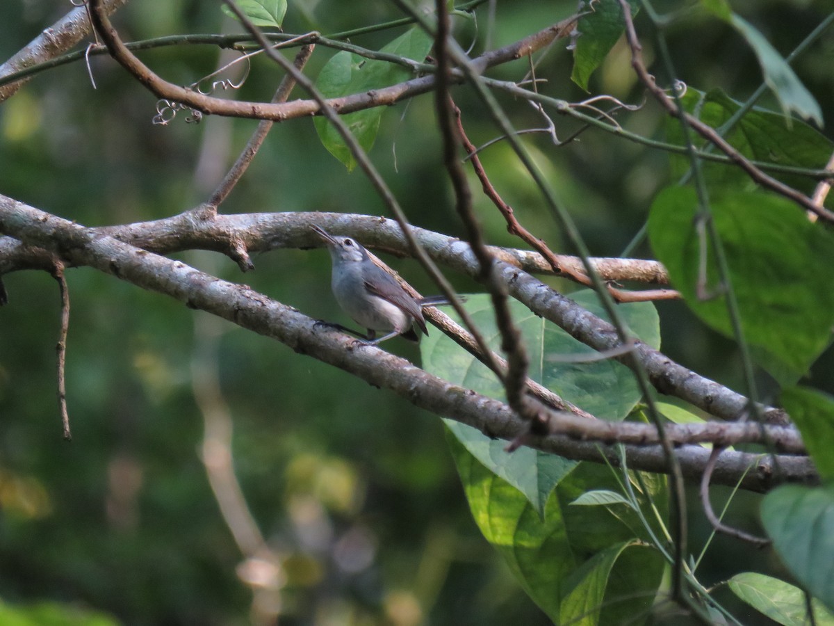 White-browed Gnatcatcher - ML638517785