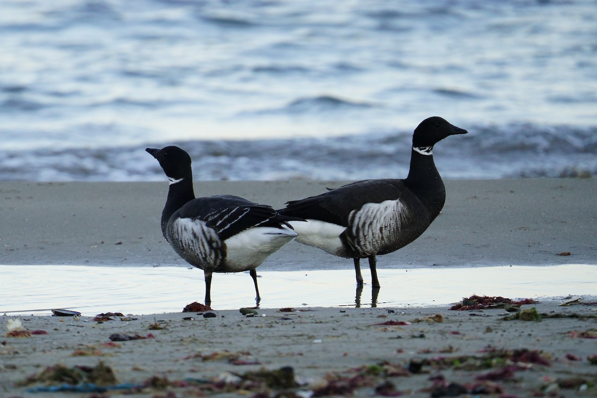 Brant (Black) - ML638517794