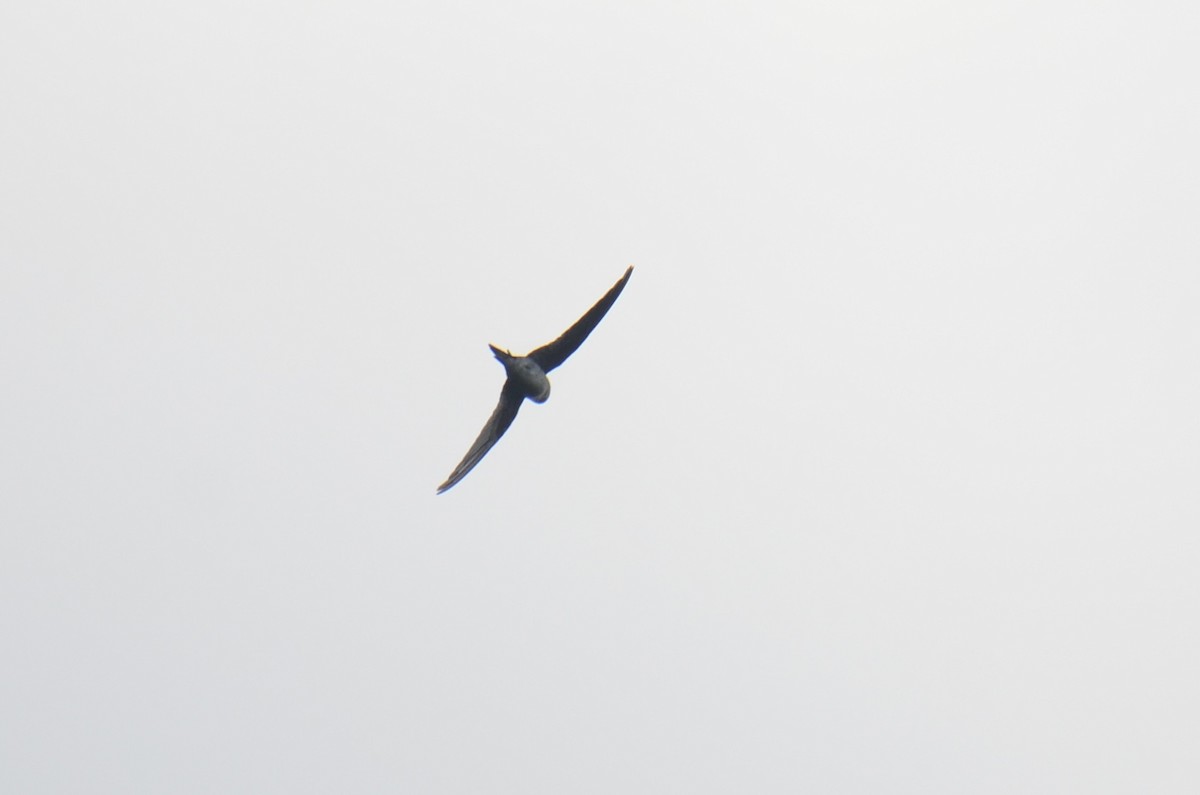 Gray-rumped Treeswift - ML638517803