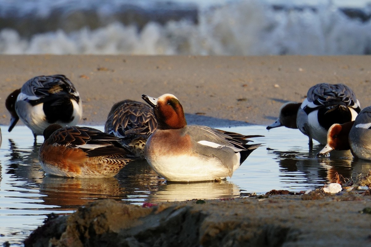 Eurasian Wigeon - ML638517812