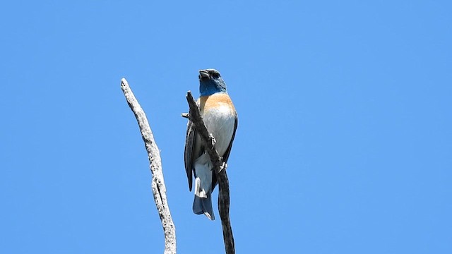 Lazuli Bunting - ML638517837