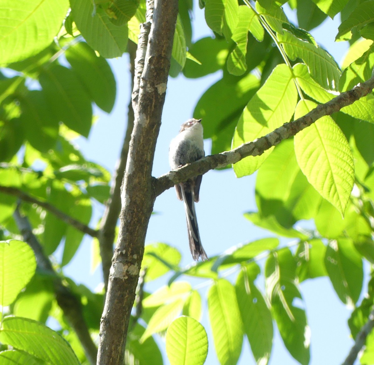 Long-tailed Tit - ML638517888