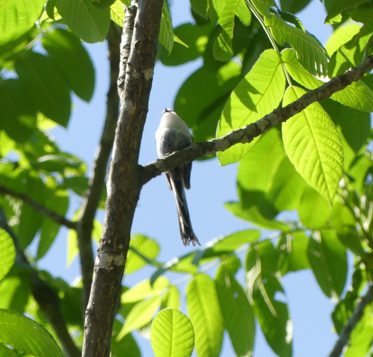 Long-tailed Tit - ML638517889