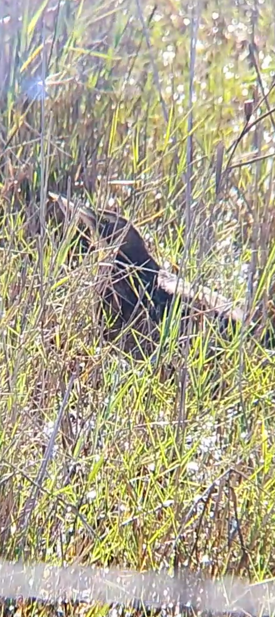 Australasian Bittern - ML638517890