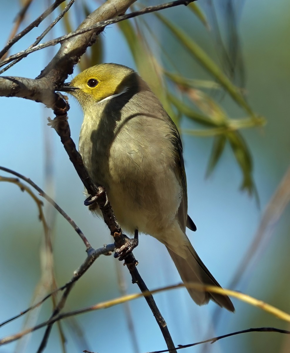 White-plumed Honeyeater - ML638517896
