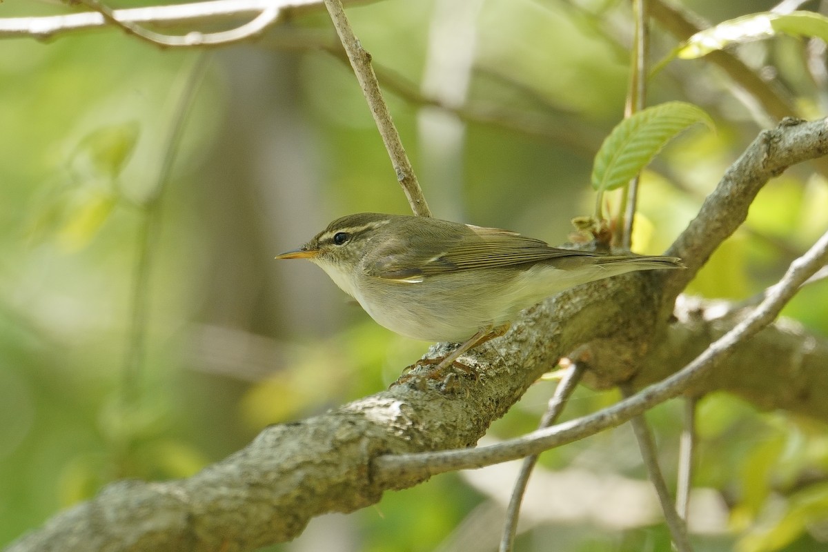 Arctic Warbler - ML638517907