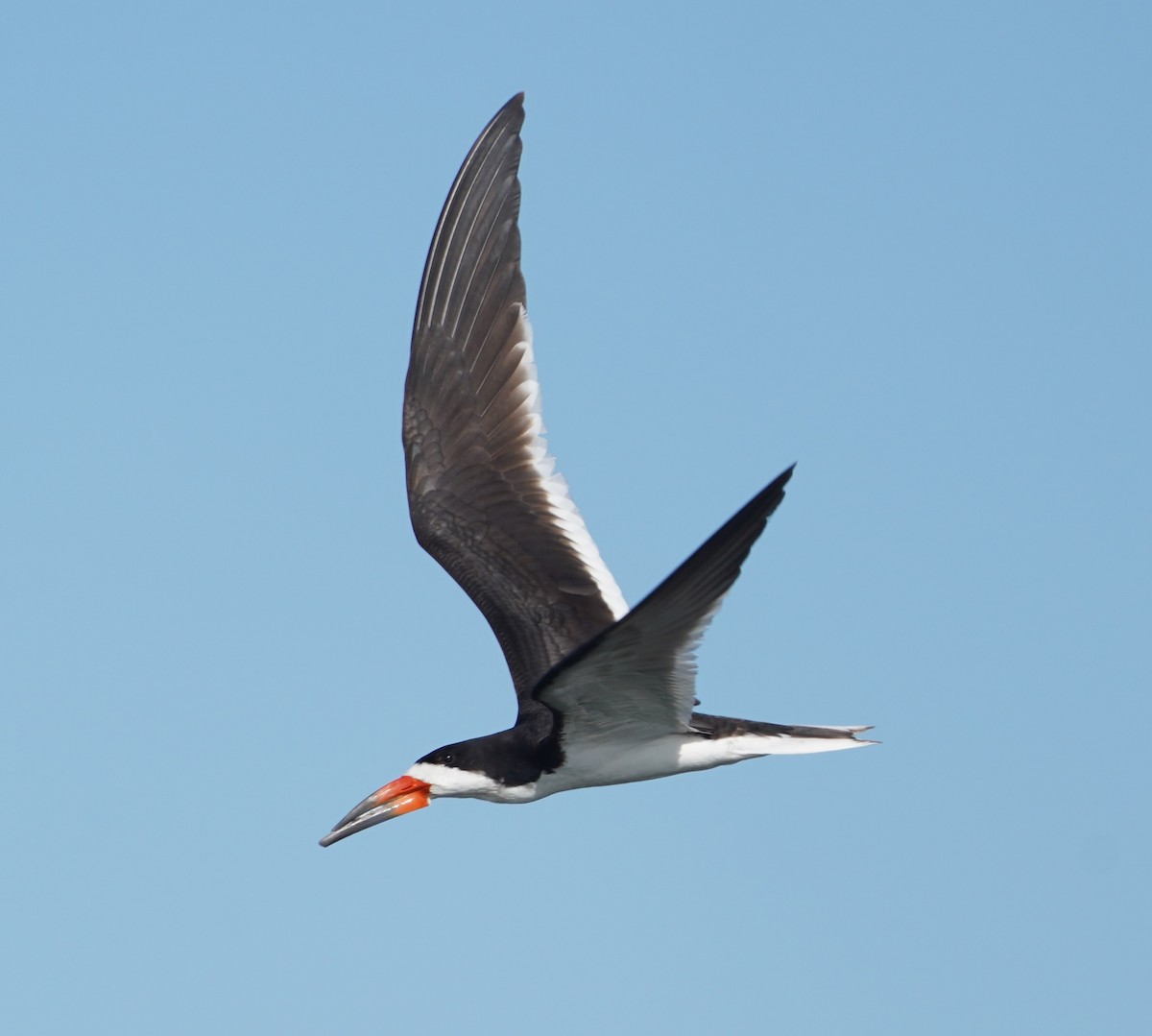Black Skimmer - ML638517922
