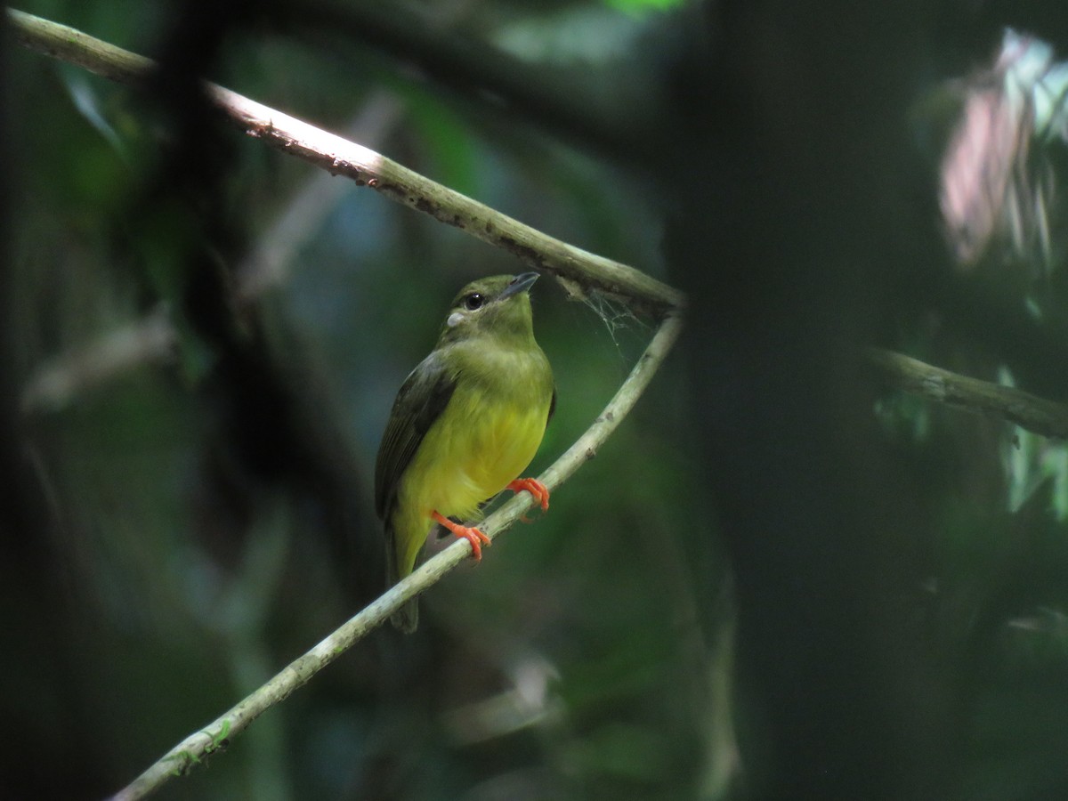 White-collared Manakin - ML638517944