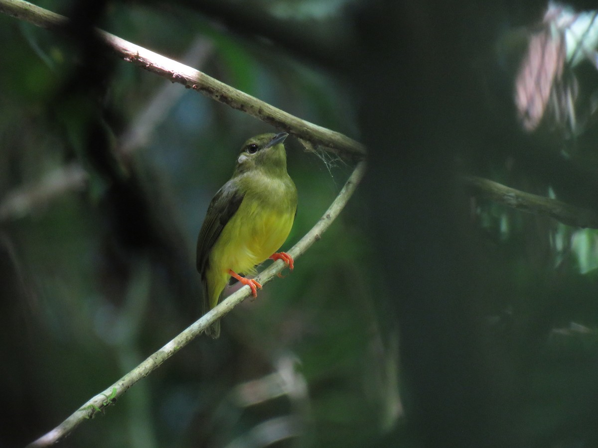 White-collared Manakin - ML638517945