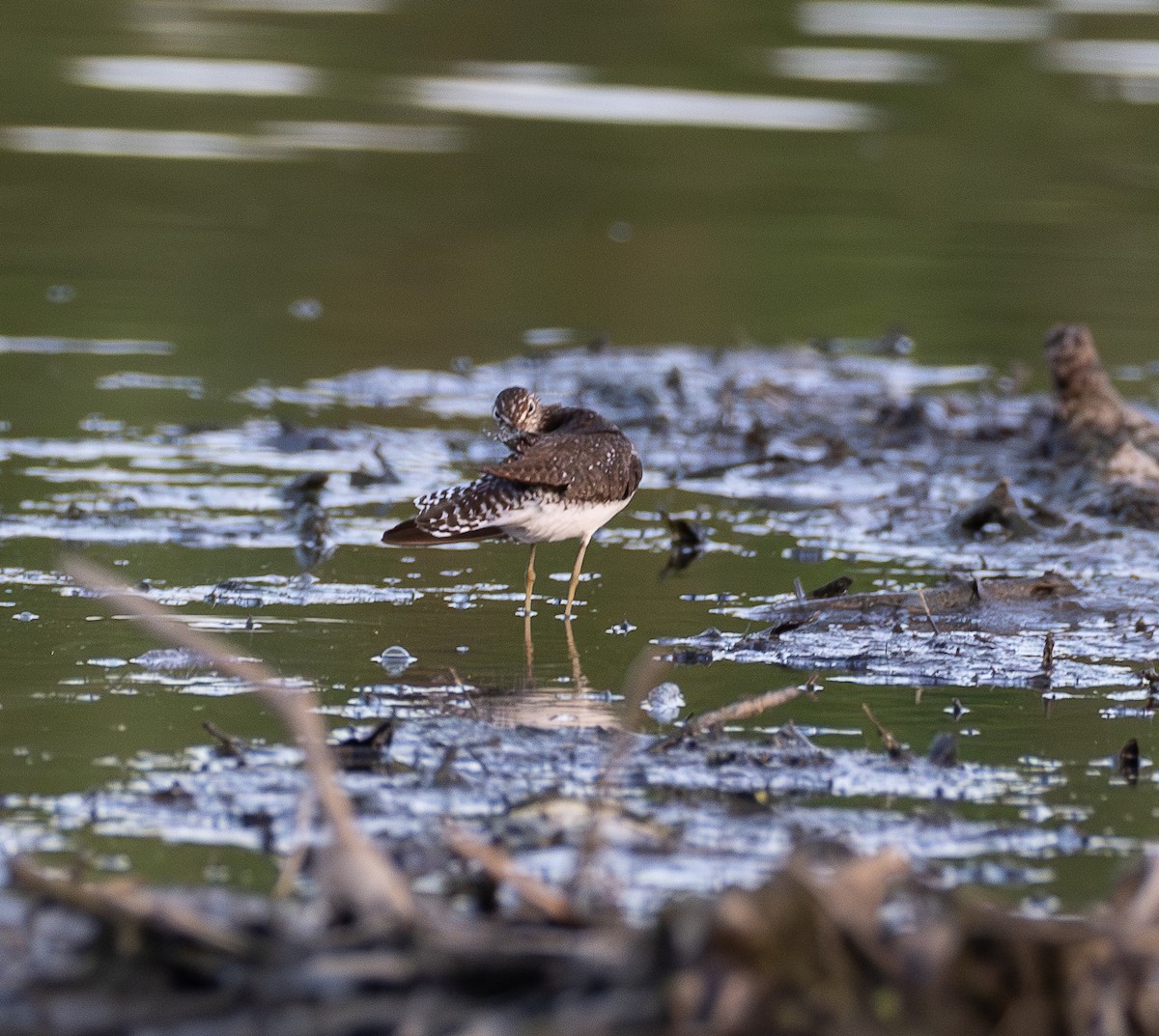 Einsiedelwasserläufer - ML638517947