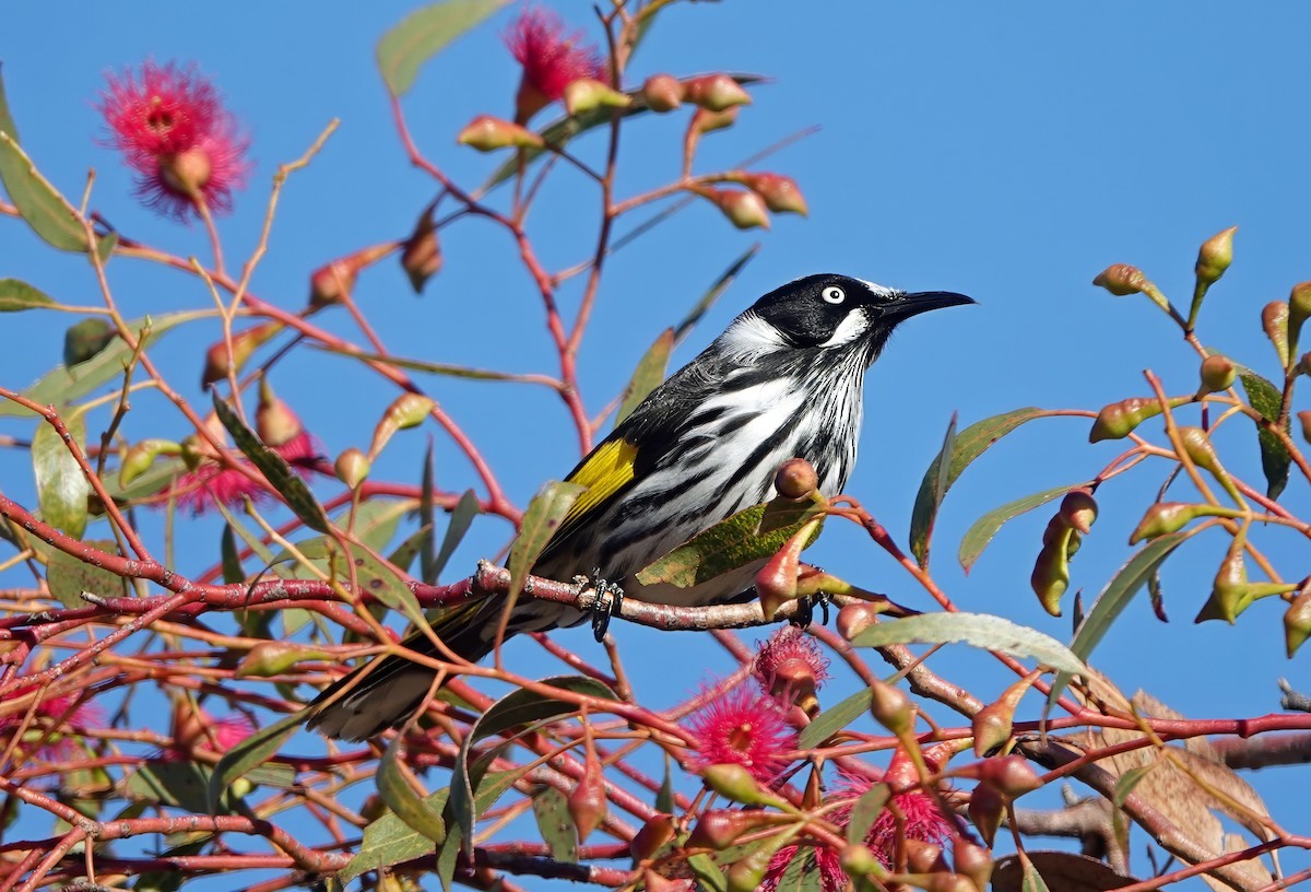 New Holland Honeyeater - ML638517980