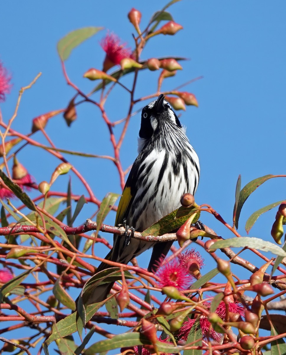 New Holland Honeyeater - ML638517981