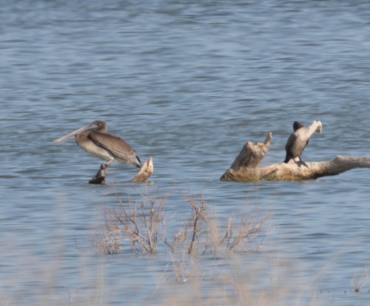 Brown Pelican - ML638518050