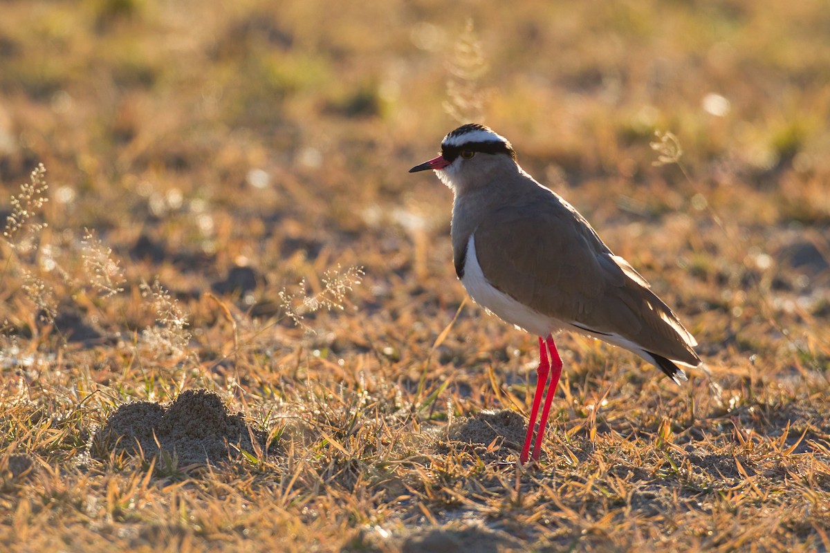 Crowned Lapwing - ML638518051