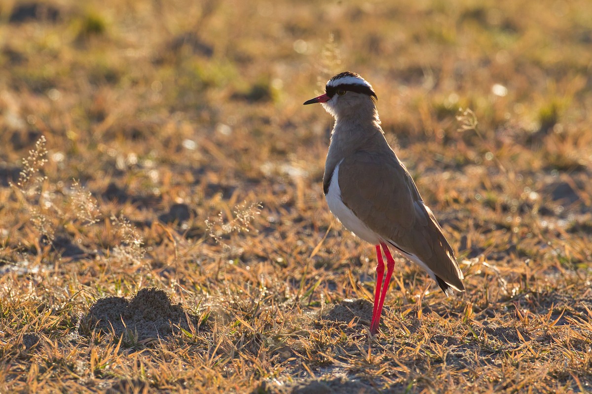 Crowned Lapwing - ML638518053