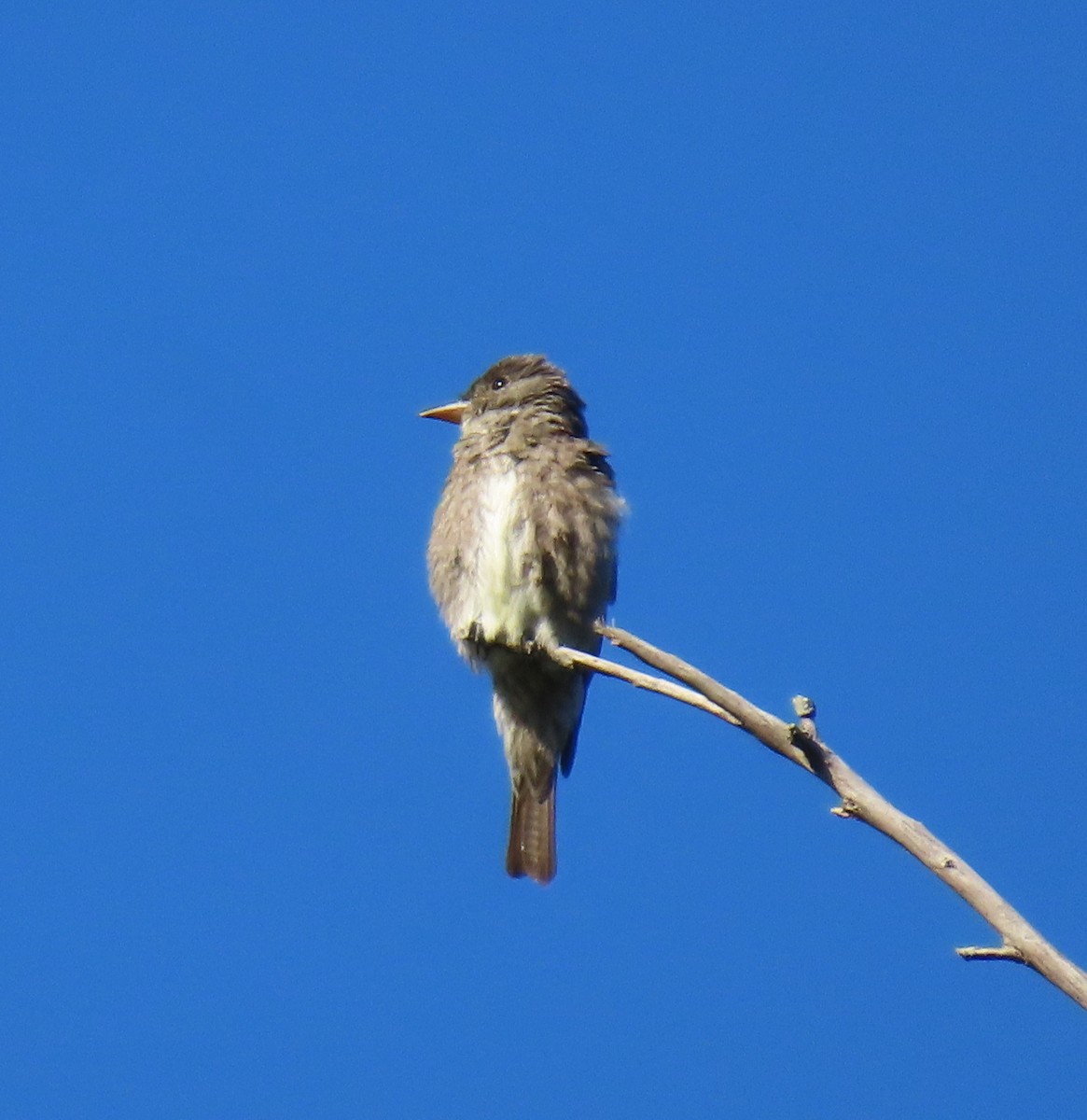 Olive-sided Flycatcher - ML638518077