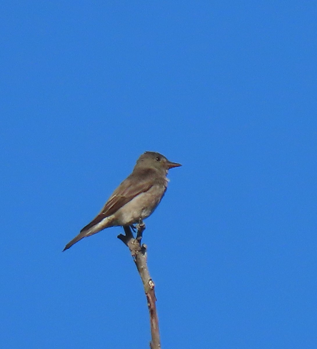 Olive-sided Flycatcher - ML638518078
