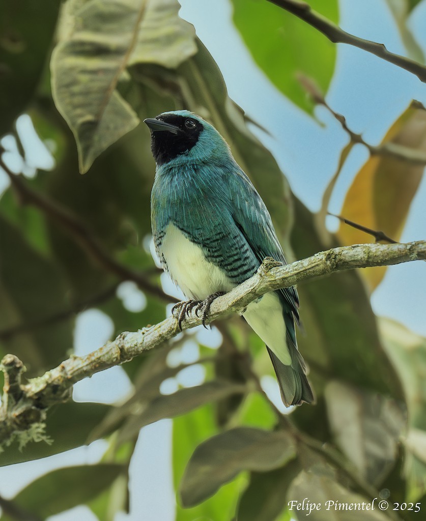 Swallow Tanager - ML638518084