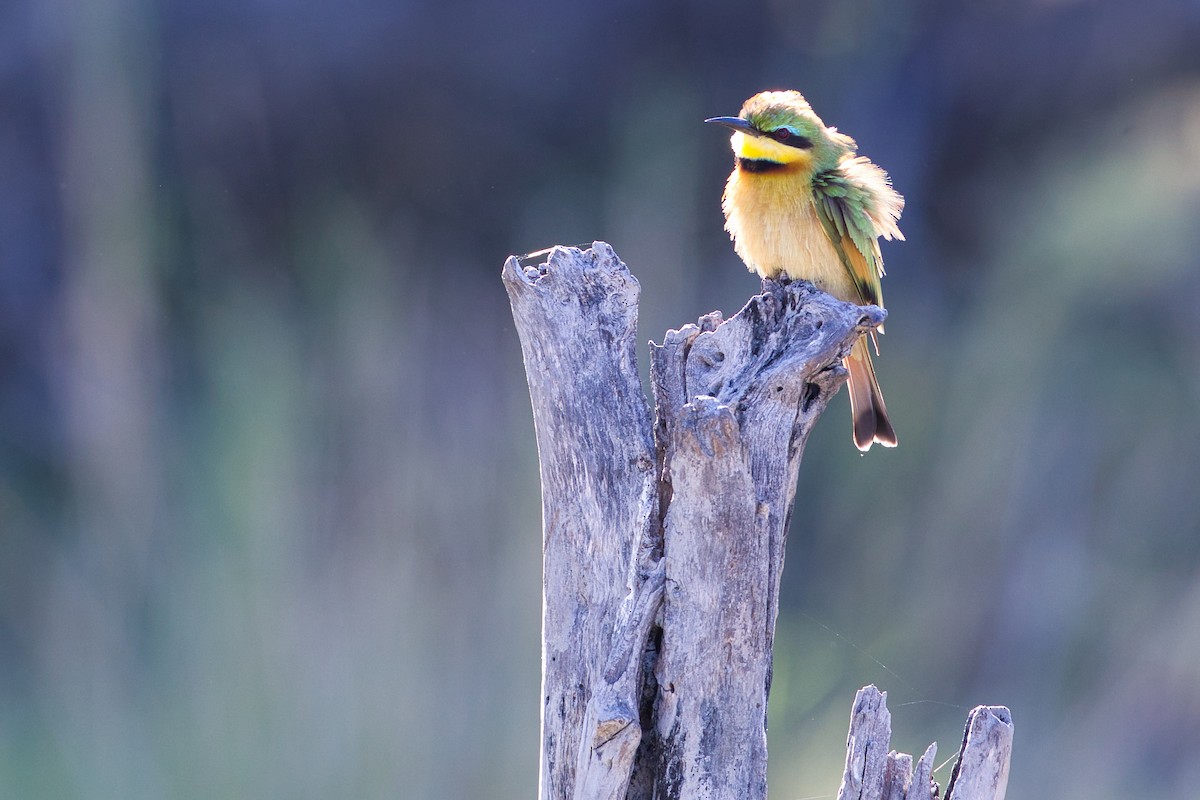 Little Bee-eater - ML638518093