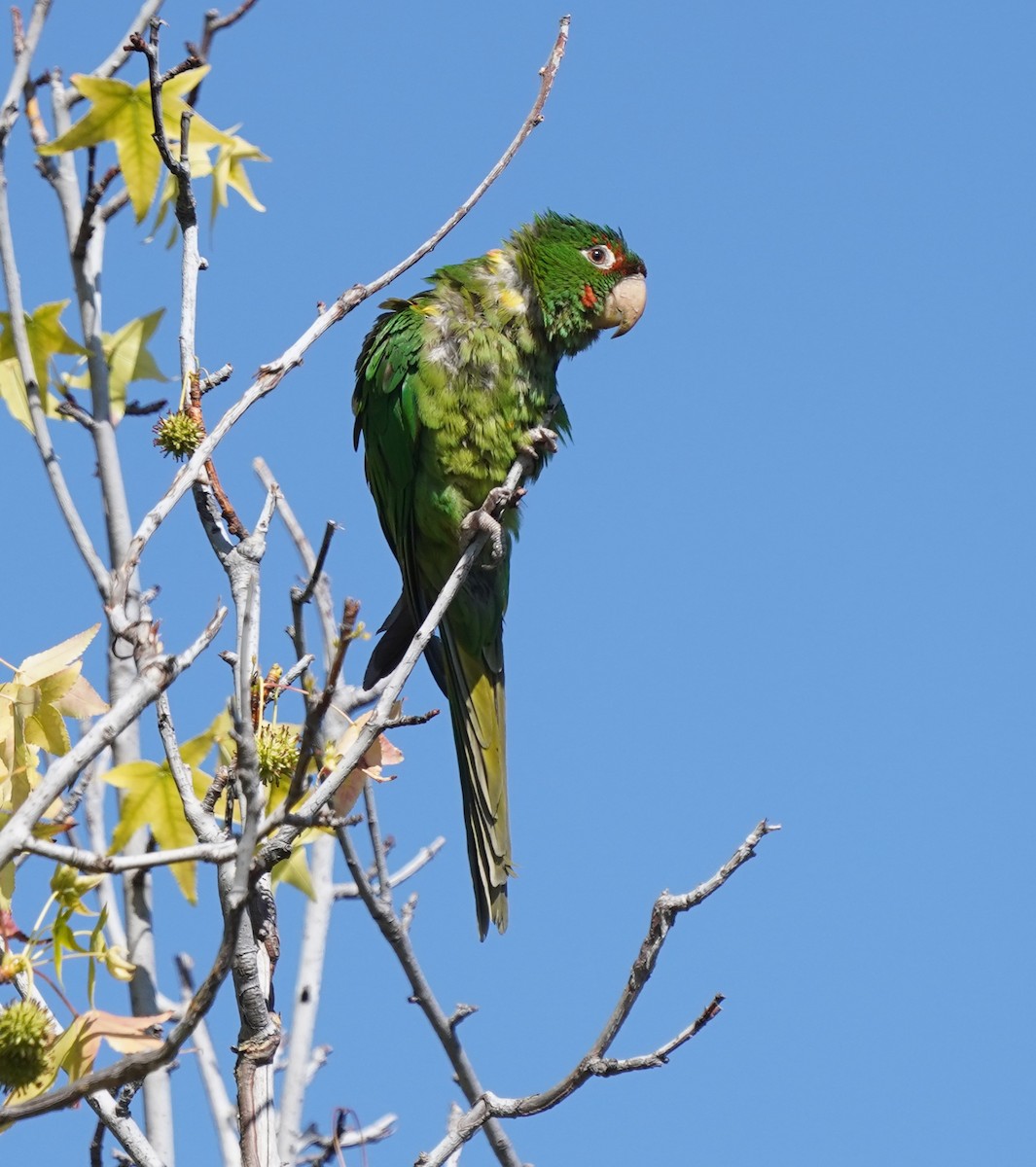 Mitred Parakeet - ML638518100