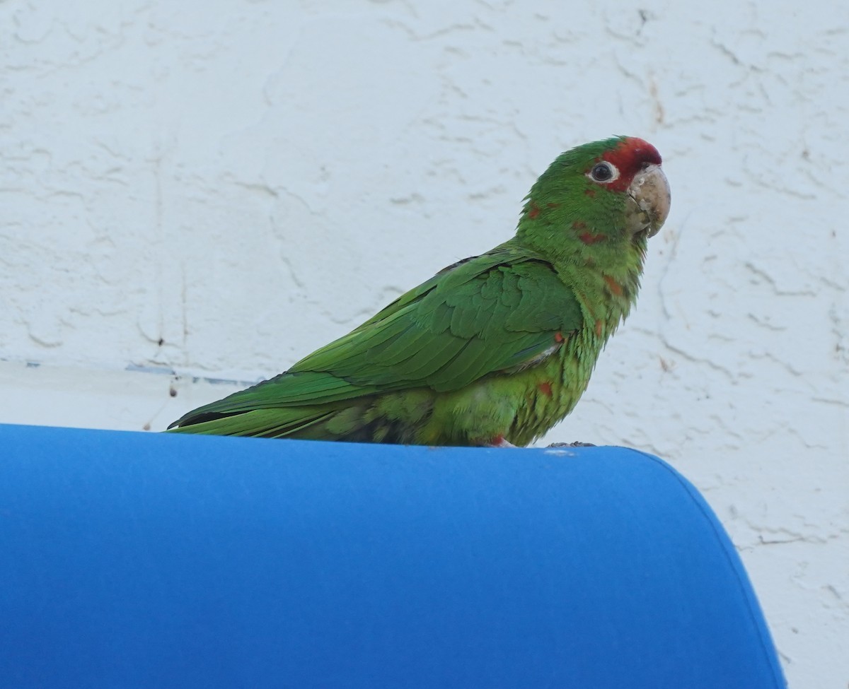 Mitred Parakeet - ML638518106