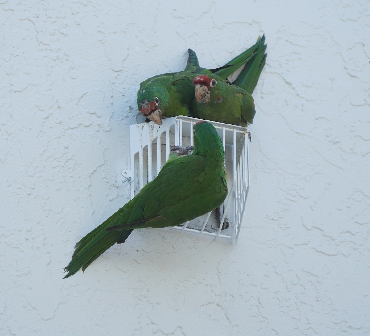 Mitred Parakeet - ML638518111