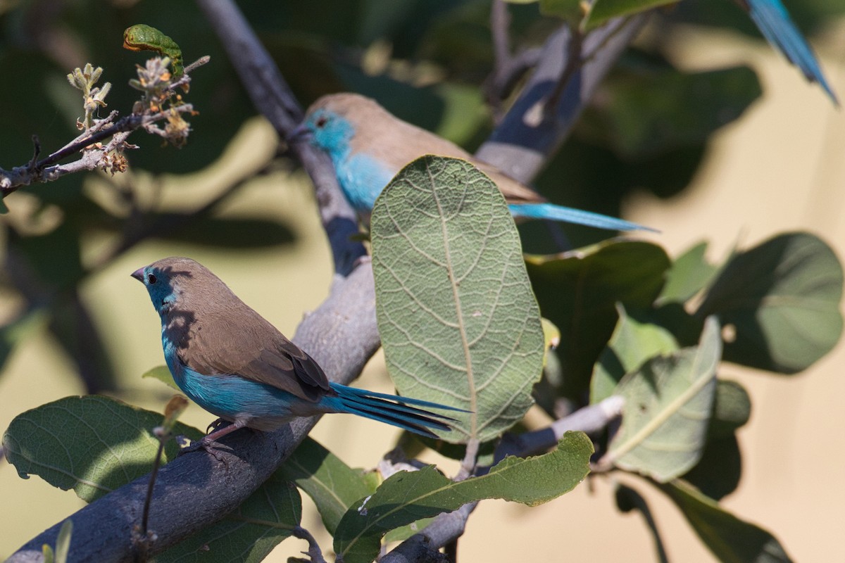 Southern Cordonbleu - ML638518119