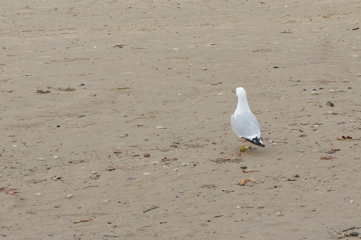 Ring-billed Gull - ML638518144
