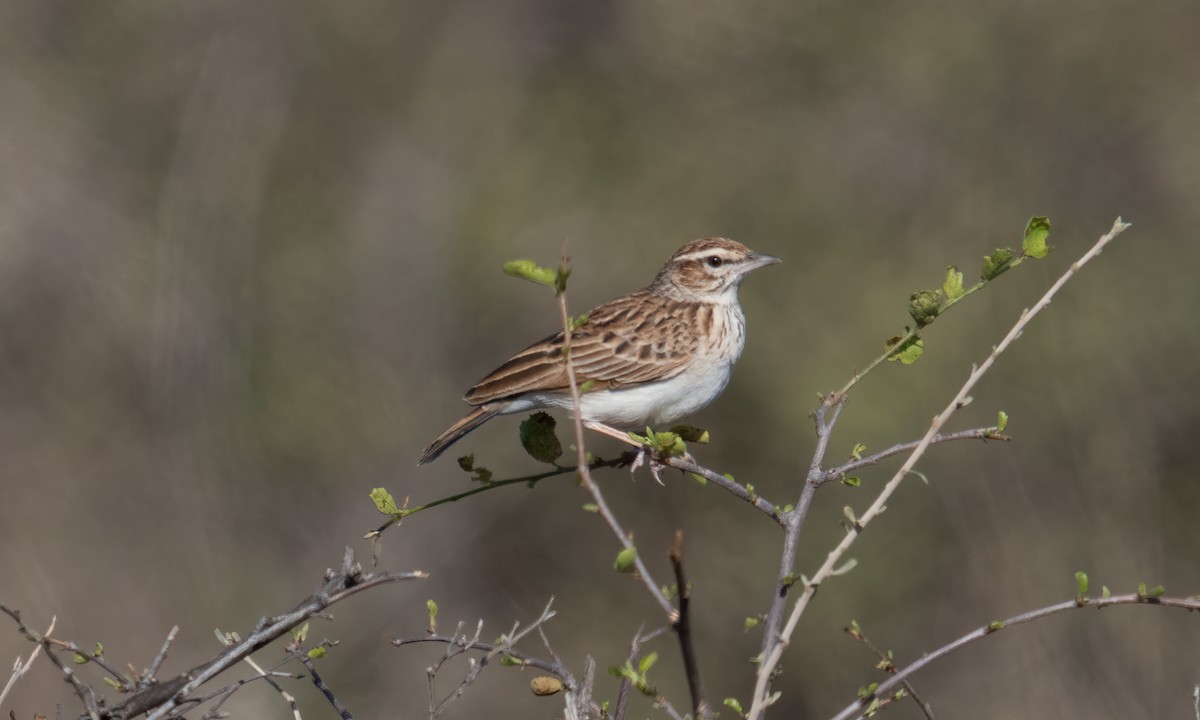 Fawn-colored Lark (Foxy) - ML638518166