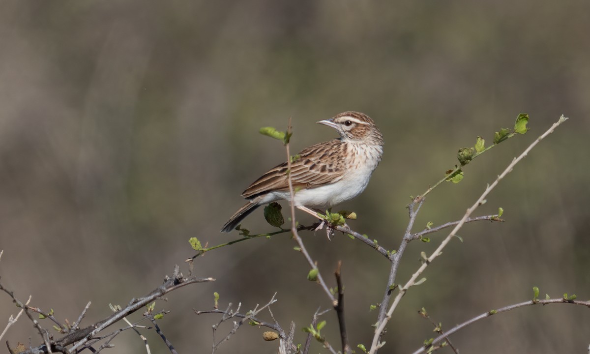 Fawn-colored Lark (Foxy) - ML638518167