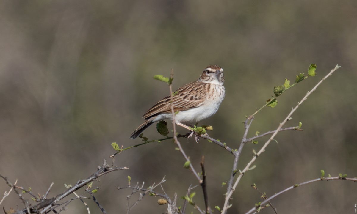 Fawn-colored Lark (Foxy) - ML638518169
