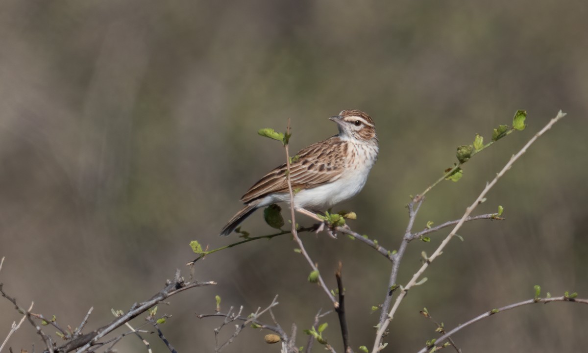 Fawn-colored Lark (Foxy) - ML638518170