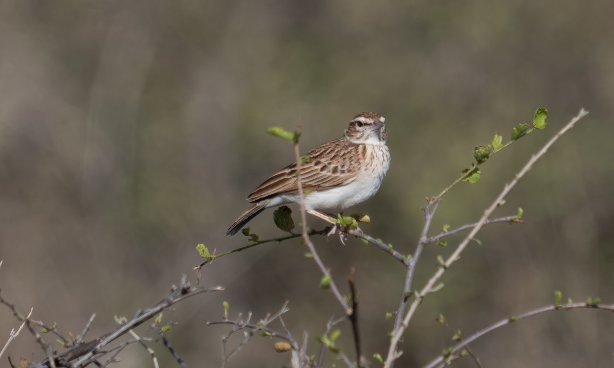 Fawn-colored Lark (Foxy) - ML638518171