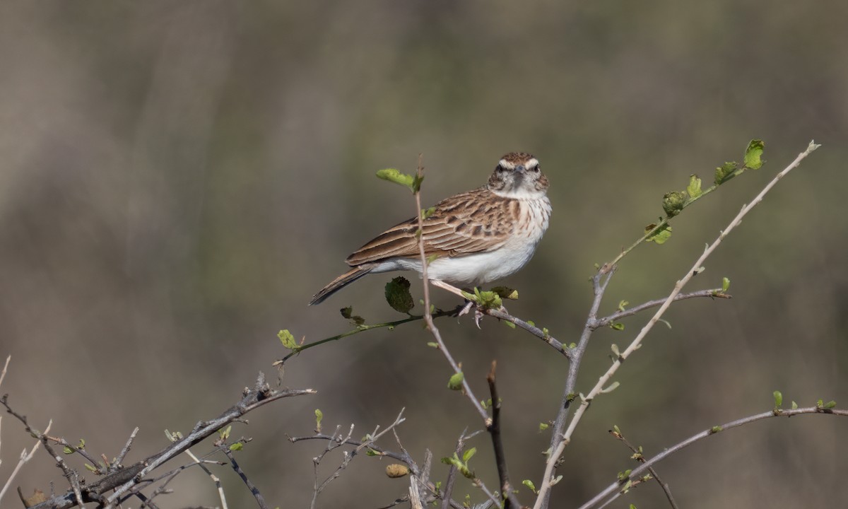Fawn-colored Lark (Foxy) - ML638518172